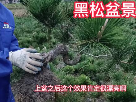黑松移栽上盆全过程,黑松如何养护和选择土,小罗分享自己的经验 @DOU+小助手