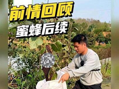 我在鱼塘梗收的蜜蜂现在怎么样了? #打造百果园 #蜜蜂养殖 #养蜜蜂 #蜜蜂 #田园生活