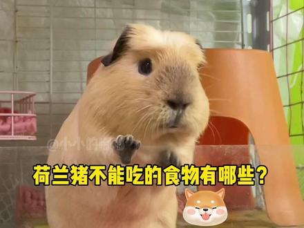 荷兰猪不能吃的食物是什么?为什么土豆不能吃?#荷兰猪 #萌宠出道计划 #科学喂养 #荷兰猪小知识