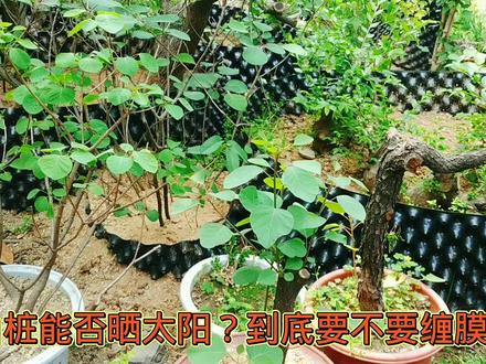 下山桩一定要缠膜套袋?能不能晒太阳?梅花长叶后能否修剪? #园艺 #万物生长 #盆景艺术 #盆景养护技巧