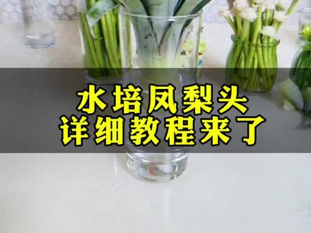 吃完凤梨,凤梨头不要扔,拿来水培,就能生根开花结果#水培植物 #用一张照片证明你是花友 #凤梨 #水培 #我的花花草草🌸🌸