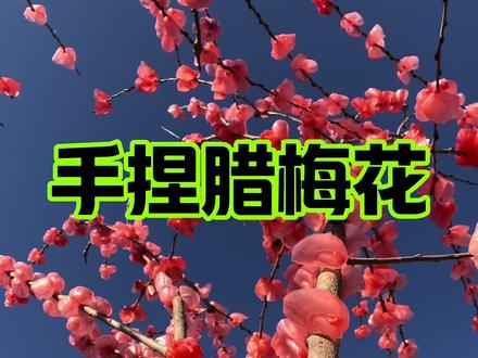 在冬天制作属于冬日的浪漫,满树的腊梅花迎接新年的到来#腊梅花一捏年味就来了#农村生活日常#新农人计划2025#腊梅花#东北猫冬生活