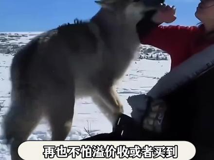 纪录片因时长不得不删减的片段,终于在这两本原著中公开了#重返狼群 #李微漪 #格林 #人与自然