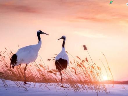 快手商品讲解直播视频怎样获取 #快手视频下载