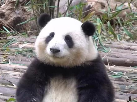 熊猫界顶流明星花花,呆萌外表圈粉百万,会打招呼能听懂四川话 #熊猫 #大熊猫和花 #国宝 #娱乐