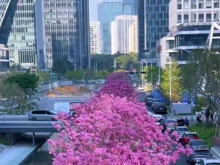 深圳十大赏花好去处,赴一场美丽的色彩盛宴!#深圳游玩景点推荐 #创作者中心 #创作灵感 #花海 #真实生活分享计划@旅行推荐官 @DOU+上热门