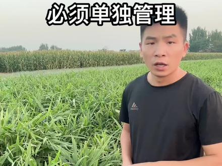 大龙教你,种大姜#生姜种植 #山东大姜 #河北大姜 #生姜种植技术