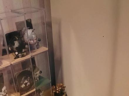 大学生入坑拼豆第一期
#拼豆#手工#拼豆日常 #大学生#抖音