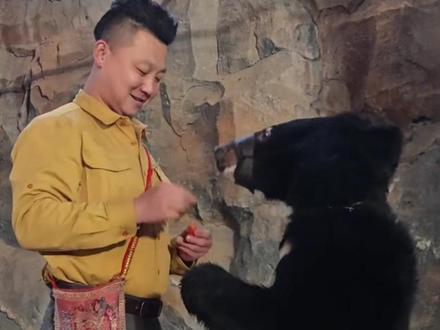 被黑熊扑倒的饲养员回应,“它只是想吃我回袋里的胡萝卜”,园区:已取消表演并转移至山上饲养区#杭州野生动物园黑熊表演时袭击饲养员 #黑熊