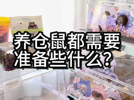 新手养鼠都需要哪些东西#仓鼠#新手养鼠攻略