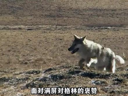 没想到在1月的最后一天,亦风也被网友炸出来了,他带着满满回忆低调更新,一句“格林在我们心里”道尽无限牵挂!#格林 #李微漪 #亦风 #重返狼群 #重返狼群背后的故事