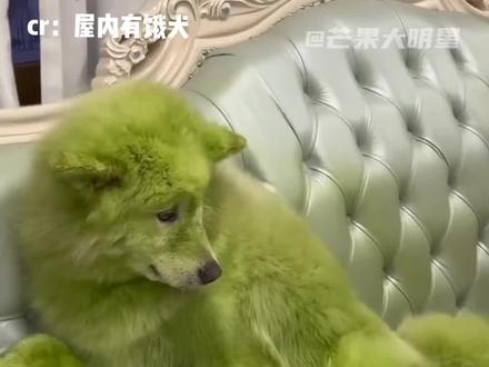 狗子:妈妈酱这次该你说私密马赛啦!#萌宠 #搞笑 #给狗狗染色