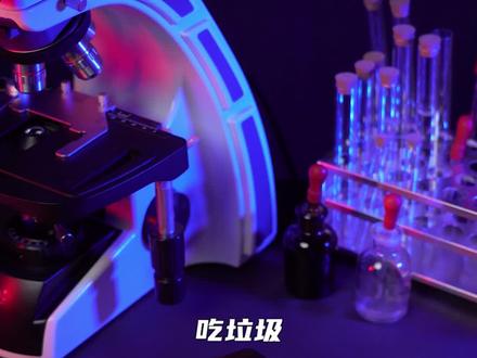 你知道为什么我们人类不吃#清道夫 吗?看完就知道了#显微镜 #科普