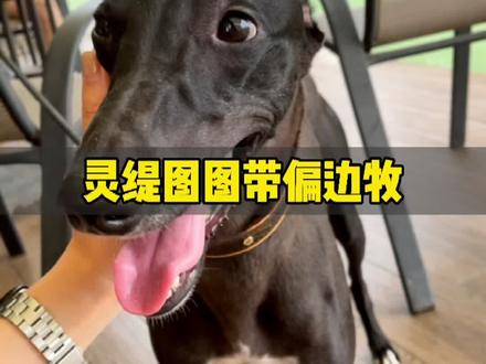 什么样的狗狗能把边牧带偏??#宠物乐园 #灵缇 #边牧