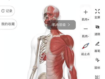 健身肌肉解剖胸大肌功能及动作 #腹肌 #健身小白 #增肌 #健身 #增肌
