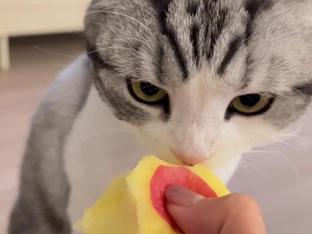 小猫咪不能吃苹果,别听别人瞎说,他们都是骗你的!#家有小馋猫 #它自己不知道自己可爱吧