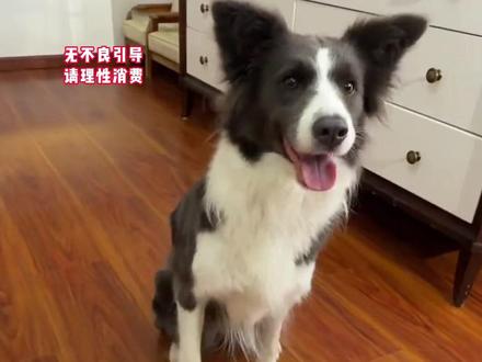 知道小狗聪明,但没想到它能买回个大唐不夜城啊 #小狗 #边牧 #灯笼 #搞笑