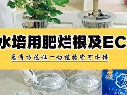 水培植物花草用肥就烂根原理及EC详解,什么是水培EC值,EC值大了影响什么?土养的肥料不可以用于水培,水培烂根原因,植物烂根怎么办#水培先生 #水培植物 #家庭养花 #爱生活爱养花 #植物科普