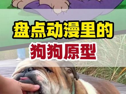 什么!犬夜叉居然是柴犬?#新手养宠 #宠物知识 #科学养宠 #动画原型