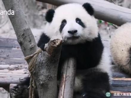 #大熊猫简笔画 国宝大熊猫来啦,欢迎评论留言!#上热门 #跟我一起学画画