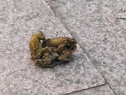 雌蟾(癞蛤蟆)一顺一反驮着两只雄蟾(雄雌抱对),准备去池塘里排卵受精!#动物世界