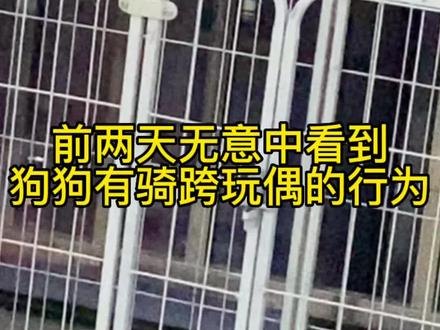 无意中看到三个月大的小狗狗有骑跨行为,还以为自己养个小色批狗狗,后来才发现我冤枉它了,是我想法太复杂。#抖in萌宠计划 #萌宠出道计划 #比熊 #是宠物更是家人 #动物的迷惑行为