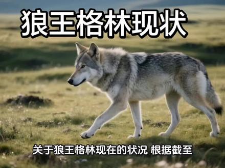 狼王格林现状#狼王格林 #格林 #重返狼群 #李微漪 #狼王 @万神文玩回血 @神秘叔文玩回血万神号