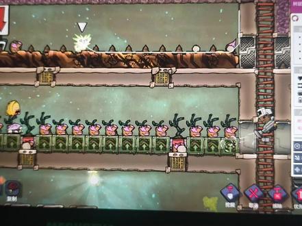 为什么树鼠不种种子#缺氧