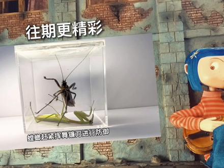 给一只清道夫挤发泡胶!会发生什么事? #清道夫 #发泡胶 #入侵物种 #趣味实验