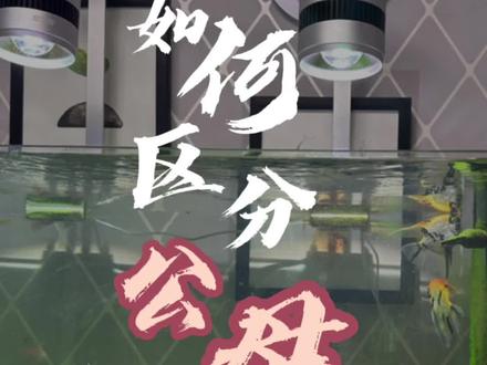 兰寿金鱼如何区分公母的五种方法#养鱼养心 #养鱼日志