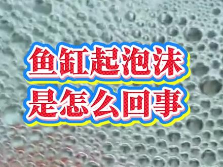 鱼缸起泡沫是怎么回事?#养鱼 #养鱼日记 #养鱼人 #水族 #观赏鱼