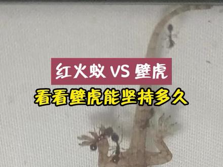 #红火蚁 #红火蚁克星 当红火蚁遇到壁虎,到底谁更虎?