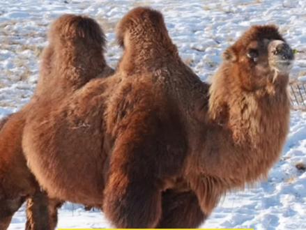 #萌知计划 #动植物观察局 @抖音青少年 #抖出知识点 #双峰骆驼