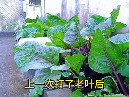 红菜苔为什么要旱养?旱养有哪些好处? #家庭种植 #我的小菜园 #阳台种菜 #楼顶种菜 #红菜苔 #种植小技巧