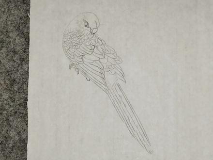 【3/4】#工笔画 虎皮鹦鹉教程 留言拿底稿我们一起画#传统文化 #画画 #原创