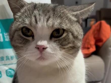 在叨乐眼里我永远都是个替补……#猫咪