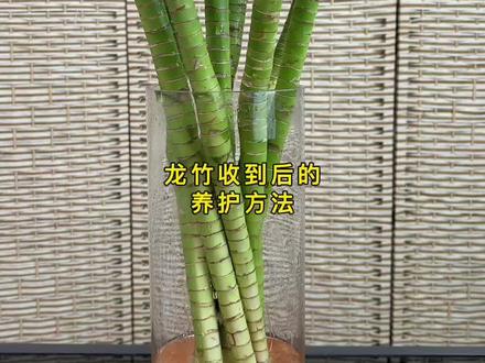龙竹又叫做文昌竹,家里有小朋友读书的可以安排起来,很好养护,可以一直养护下去#花卉绿植 #爱生活爱养花 #龙竹