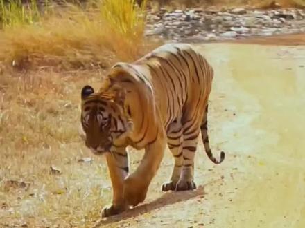 虎行似病是怎么样的#老虎 #动物科普