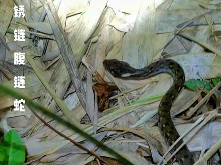 #真实户外 #野生动物零距离 锈链腹链蛇,属小型蛇类,无毒。经常在丘陵或者流水区域可见,常躲藏于草丛里,不易看见。就算遇见了也能很快消失得无影无踪,因为体型小的缘故,容易隐藏。不管遇到有毒还是无毒蛇类都希望朋友们远离它们,不可预见的风险还是存在的。爱护野生动物,只拍摄不抓捕,不伤害。