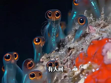 神奇的海底之鱼 #涨知识 #动物科普