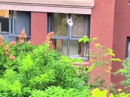 会飞的猪来了#折纸 #手工 #纸飞机