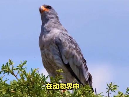 动物世界:猛禽到底有哪些种类,都有哪一些代表 #动物解说 #动物 #动物世界 #猛禽 #金雕