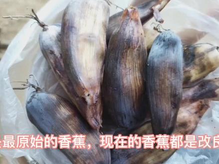 云南象腿芭蕉,白色的果肉很甜,里面很多黑色的籽,吐籽吐到想哭 #我的乡村生活
