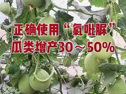 正确使用“氯吡脲”,瓜类增产30~50%#授粉 #早春栽培 #座瓜灵 #农业种植