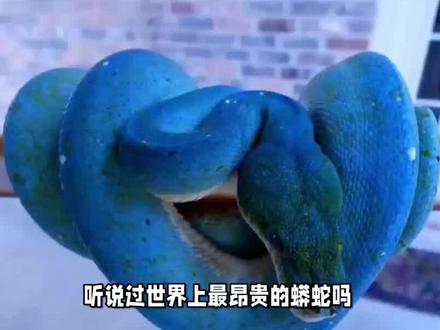 蓝化绿树蟒:身价堪比跑车