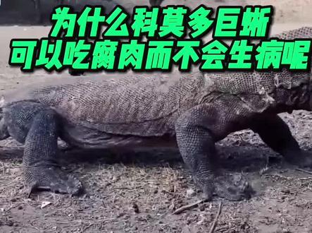 为什么科莫多巨蜥可以吃腐肉而不会生病呢,这个视频告诉你答案! #科莫多巨蜥 #知识 #科普知识 #大自然