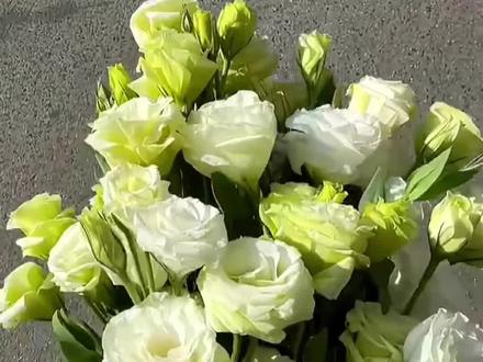 下次见面送她一束绿色洋桔梗吧!#洋桔梗 #洋桔梗花语 #一束花的仪式感