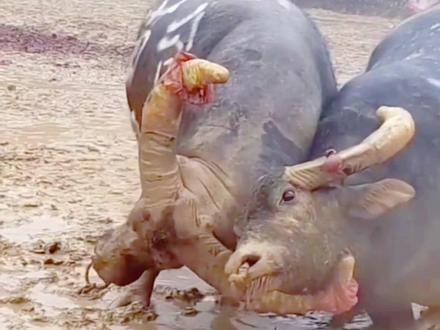 一战成神牛王,太白金星牛王,红星战霸牛王#斗牛 #斗牛文化 #乡村斗牛