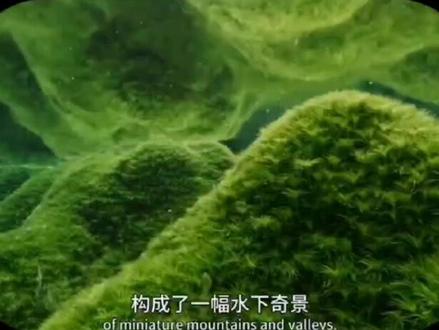 纪录片观后感#治愈世界治愈你 #懂的人自然能听懂 #用心去感受 #只有经历过的人才会懂 #看最幼稚的动画明白最深的道理