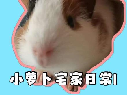 小萝卜回家记1。#真实生活分享计划 #养豚鼠的那些事 #荷兰猪 #猪妞 #宠物